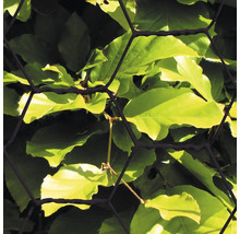 Sexkantigt nät framför gröna blad