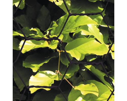 Sexkantigt nät framför gröna blad