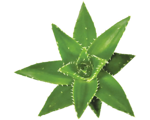 Aloe FLORASELF Aloe perfoliata 20-25cm Ø14cm