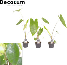 Alocasia krukväxt i kruka