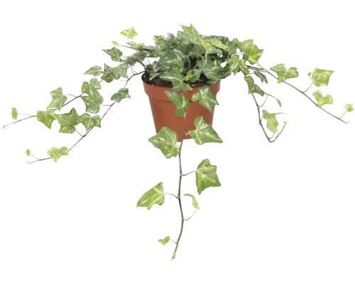 Murgröna grön-vit FLORASELF Hedera helix 'Kolibri' ca 20cm krukstorlek Ø13cm Murgröna i kruka