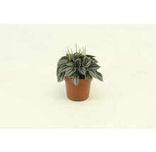 Peperomia växt i kruka