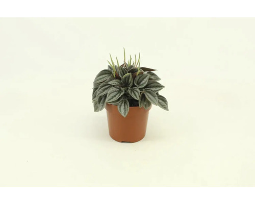 Peperomia växt i kruka