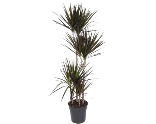 Dracaena FLORASELF Dracaena magenta 150-160cm krukstorlek Ø27cm flerstammig 90-60-30-15cm Drakträd i kruka