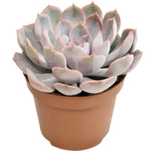 Succulent FLORASELF Echeveria menina 12-15cm Ø10,5cm
