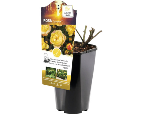 Rosa Lampion i en kruka, redo att planteras i trädgården.