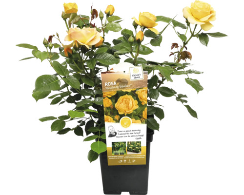 Gul rabattros i kruka