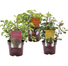 Tre rosor av sorten Easy Elegance i krukor