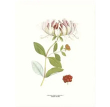 Illustration av en kaprifol med blad och bär