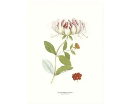 Illustration av en kaprifol med blad och bär