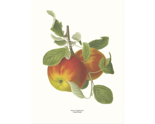 Poster Äpple 30x40cm