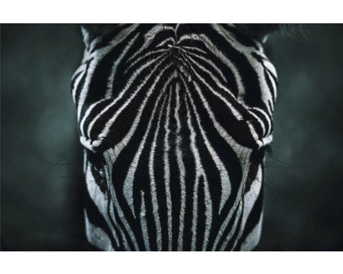 Canvas THE WALL Zebra 100x150cm