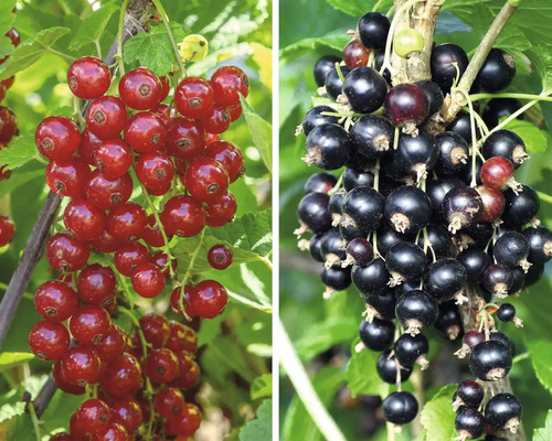 Bio röda & svarta vinbär spaljé FLORASELF Bio Ribes rubrum 'Rovada' und 'Silvergieters' 60-80cm Co 5L