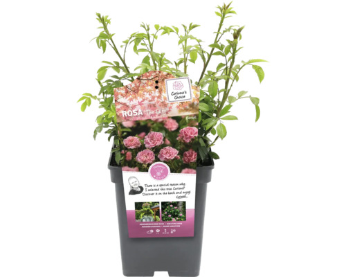 Rosa The Fairy-växt i kruka