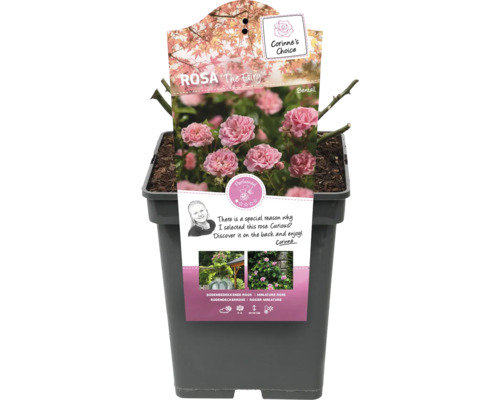 Rosa The Fairy i kruka