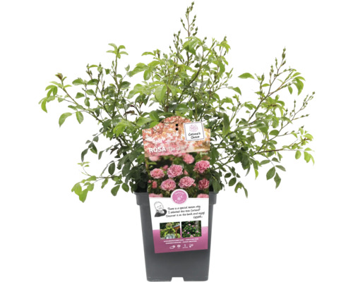 Ros The Fairy i kruka