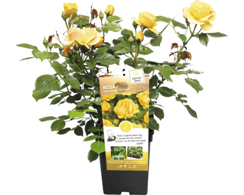 Gul rabattros i kruka