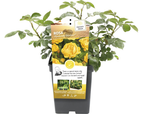 Ros Absolutely Fabulous i kruka