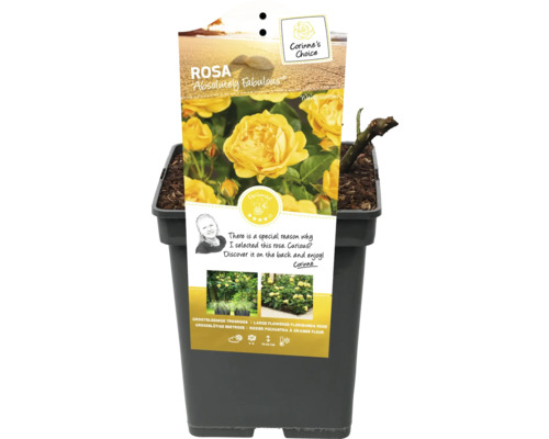 Gul rabattros Absolutely Fabulous i kruka