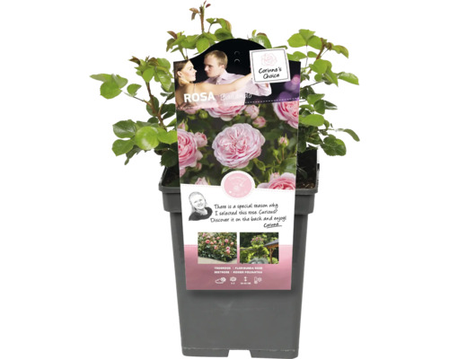 Rabattros Rosa Ballando i kruka