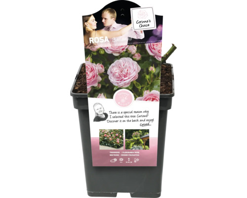 Rabattros Rosa ''Ballando'' i kruka