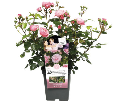Ros i kruka med svagt rosa blommor