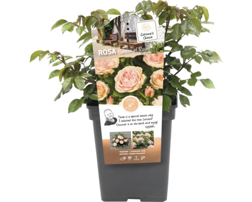 Ros i kruka, sort Garden of Roses