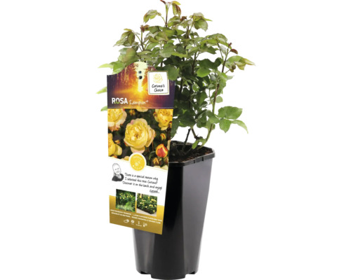 Gul rabattros i kruka