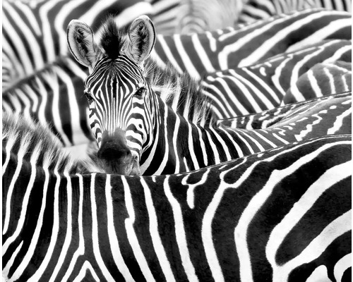 Fototapet RASCH Nowo Zebra svart/vit 300x371cm Svartvitt foto av en flock zebror, med en zebra i förgrunden som tittar in i kameran
