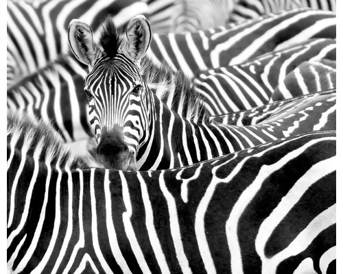 Fototapet RASCH Nowo Zebra svart/vit 265x318cm Närbild av zebror med randigt mönster