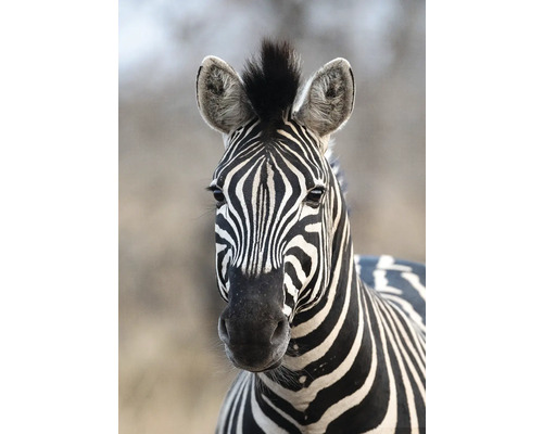 Fototapet RASCH Nowo Zebra svart/vit 300x212cm Närbild av en zebra med ett randigt mönster