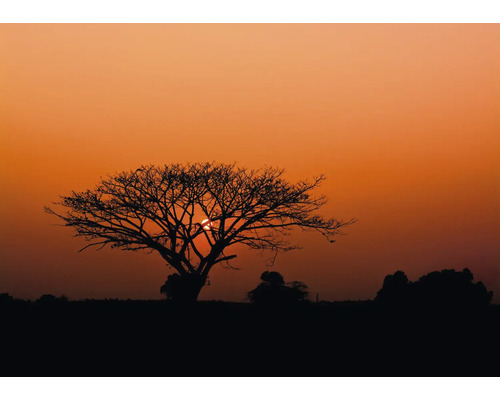 Fototapet RASCH Nowo Afrika Röd sol 300x424cm Silhuett av ett träd i solnedgången
