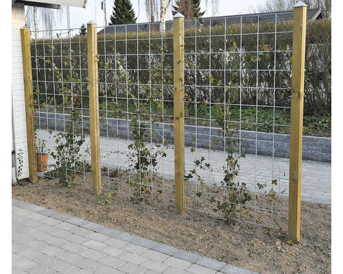 Spaljé med trästolpar och växande växter i trädgården