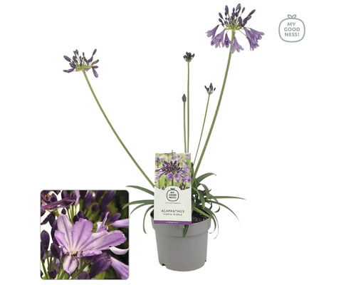 Afrikas blå lilja FLORASELF Agapanthus EVER® 'Poppin Purple' krukstorlek Ø17cm Afrikansk lilja i kruka med blomma och växtetikett