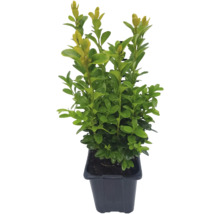 Buxbom FLORASELF Buxus sempervirens Ø8cm-thumb-0