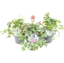 Tre stycken akleja växter i kruka