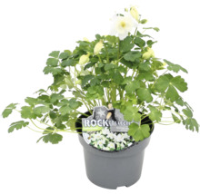 Vit akleja i en kruka