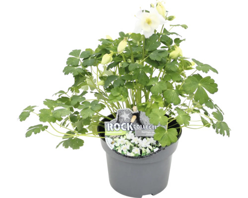 Vit akleja i en kruka