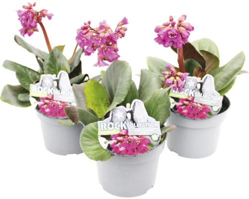 Bergenia ROCKCollection FLORASELF Bergenia cordifolia 5-20cm krukstorlek 13cm Tre bergeniaväxter i kruka med rosa blommor.