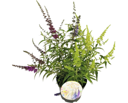 Syrenbuddleja, fjärilsbuske Buddleja davidii Summer Kids Tricolor 40-60cm co 5L Fjärilsbuske i kruka med mångfärgade blommor