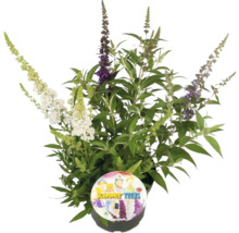 Fjärilsbuske med blommor i olika färger