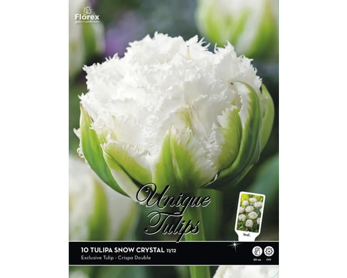 Blomsterlök Premium Selection Tulpan 'Snow Crystal' 10-pack