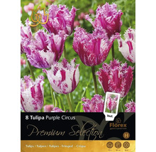 Förpackning med 8 tulpanlökar av sorten Tulipa Purple Circus