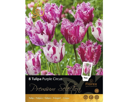 Blomsterlök Premium Selection Tulpan 'Purple Circus' 8-pack