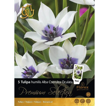 Förpackning med blomsterlökar Tulipa humilis Alba Coerulea Oculata