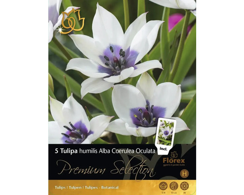 Blomsterlök Premium Selection Tulpan 'Alba Coerulea Oculata' 5-pack