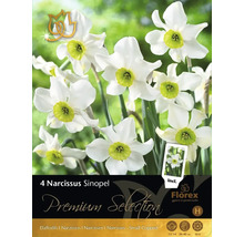 Förpackning med 4 Narcissus Sinopel blomsterlökar