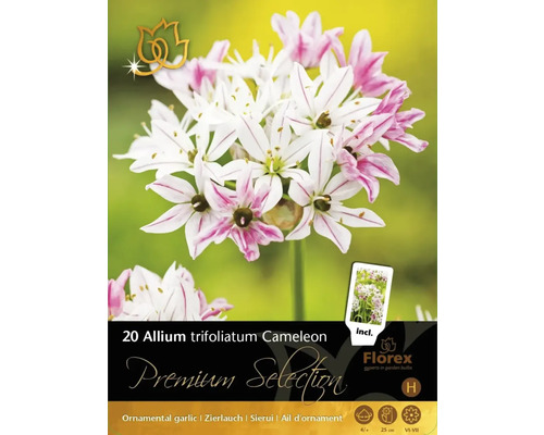 Blomsterlök Premium Selection Allium trifoliatum 'Cameleon' 20-pack