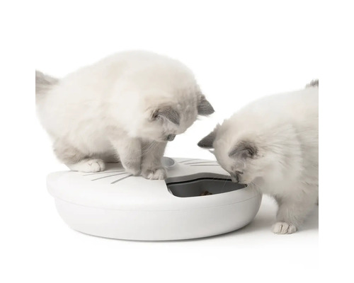 Två kattungar vid en interaktiv foderautomat