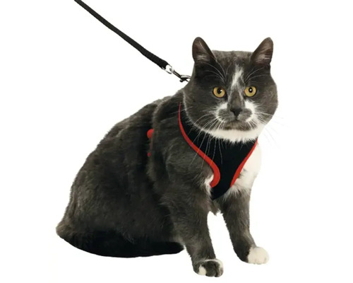 Grå katt med sele och koppel